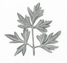 Încărcați imaginea în vizualizatorul galeriei, Pătrunjel