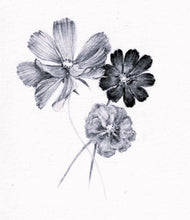 Încărcați imaginea în vizualizatorul galeriei, Cosmos (mărăriță)