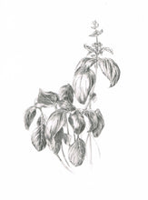 Încărcați imaginea în vizualizatorul galeriei, Busuioc