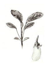 Load image into Gallery viewer, Eggplant