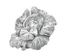 Load image into Gallery viewer, Green cabbage