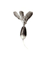 Load image into Gallery viewer, Radish