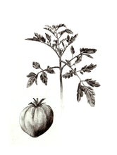 Încărcați imaginea în vizualizatorul galeriei, Roșie