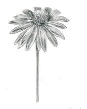 Încărcați imaginea în vizualizatorul galeriei, Echinacea