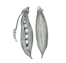 Încărcați imaginea în vizualizatorul galeriei, Mazăre