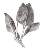 Carregar imagem no visualizador da galeria, Espinafre/spanac (RO)