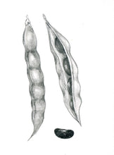 Încărcați imaginea în vizualizatorul galeriei, Fasole