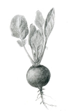 Load image into Gallery viewer, Radish