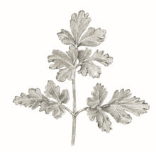 Încărcați imaginea în vizualizatorul galeriei, Pătrunjel